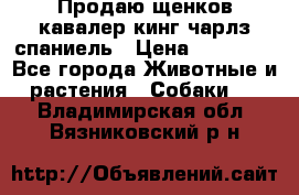 Продаю щенков кавалер кинг чарлз спаниель › Цена ­ 40 000 - Все города Животные и растения » Собаки   . Владимирская обл.,Вязниковский р-н